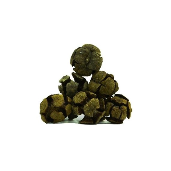 Servi Kozalağı 100 gr